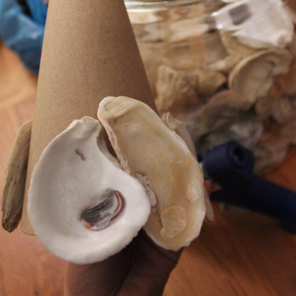 RESERVED FOR Rhonda S-Oyster shells for crafts- cleaned